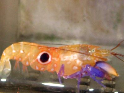 Clowd Shrimp – Yellow  (Rare)  (Alpeus soror)