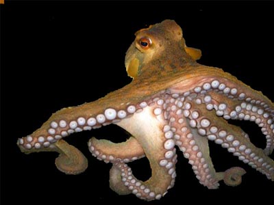 Octopus  (Octopodiformes )