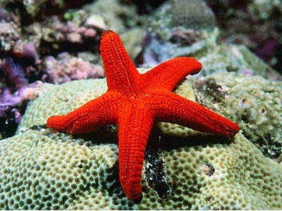 Red Star Fish   (Echinaster luzonicus)