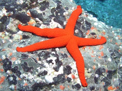 Orange Star Fish    (Echinaster luzonicus/Lincki sp.)