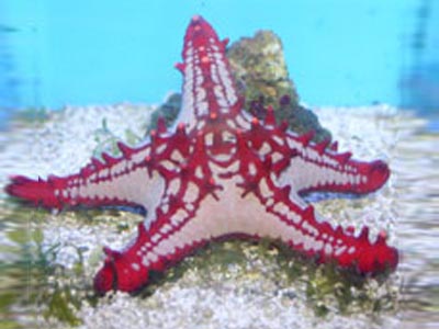 Crimson Star Fish    (Fromia monilis/Protoreaster lincki)