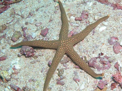 Green Star Fish    (Nardoa pauciforis)