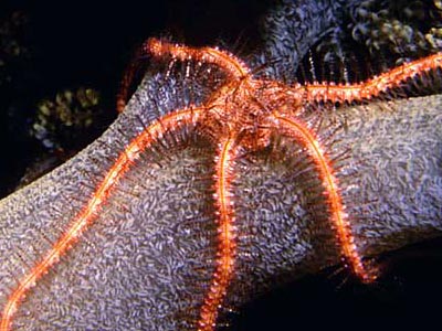 Britttle Star Fish   (Ophidaster species)