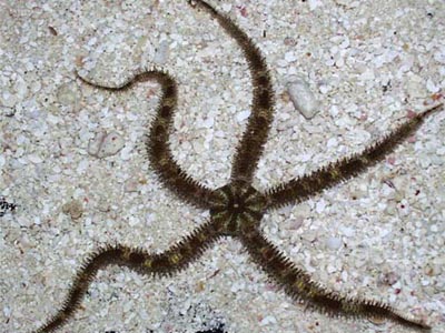 Britttle Star Fish (Black)   (Ophidaster species)