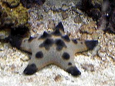 American Pie Star Fish  (Protorea sp.)