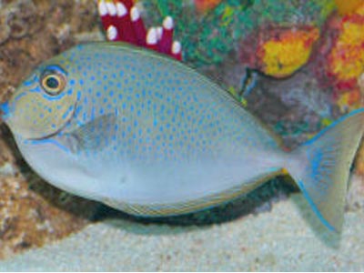 Naso vlamingi  (Vlamingi’s Unicorn Fish)