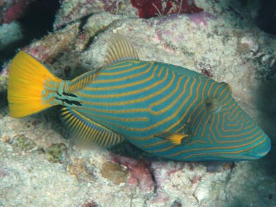 Undulate Trigger Fish  (Balistapus undulatus)