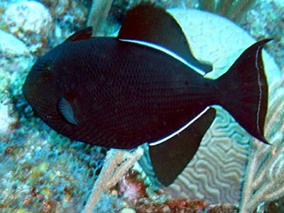 Blackfinned Trigger Fish  (Melichthys indicus)