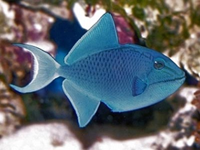 Blue Trigger Fish  (Odonus niger)