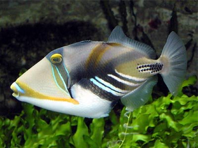 Picasso Trigger Fish  (Rhinecanthus aculeatus)