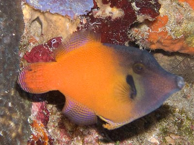 Red Tail Filefish    (Pervagor melanocephalus)
