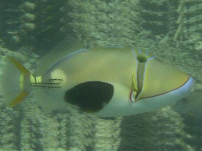 Blackbelly triggerfish    (Rhinecanthus verrucosus)