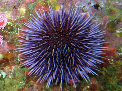 Purple Sea Urchin  (Echlonometra sp.)