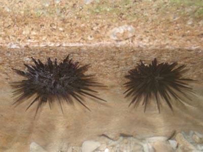 White Sea Urchin  (Echlonometra sp.)