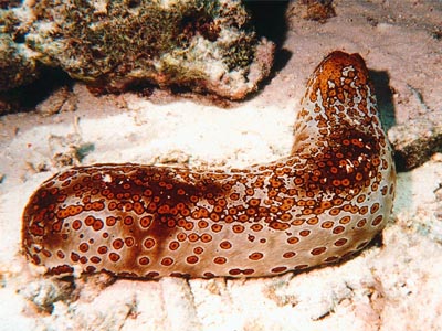 Sea Cucumber Red - Brown  (Cucumaria miniata)