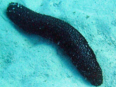 Sea Cucumber Black  (Cucumaria miniata)